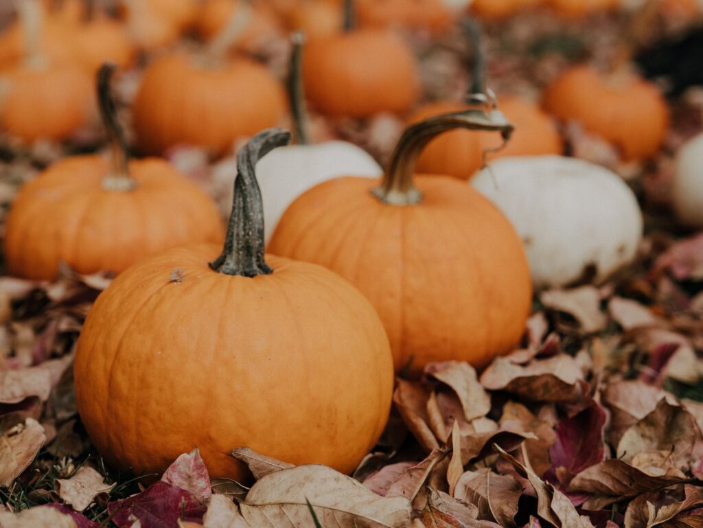 Close-up view of orange and white pumpkins surrounded by autumn leaves, conveying fall season vibes.
